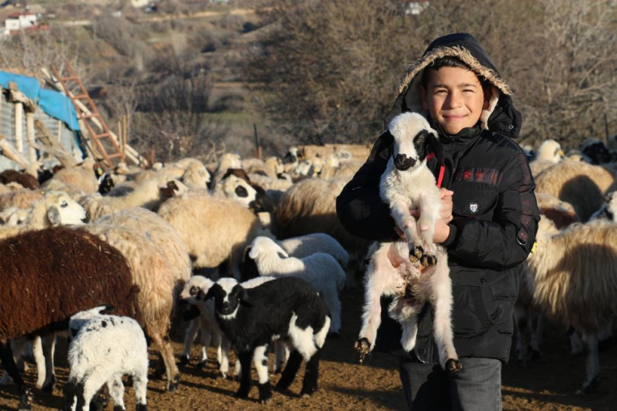 Elazığ'da koyun ve kuzuların renkli buluşması