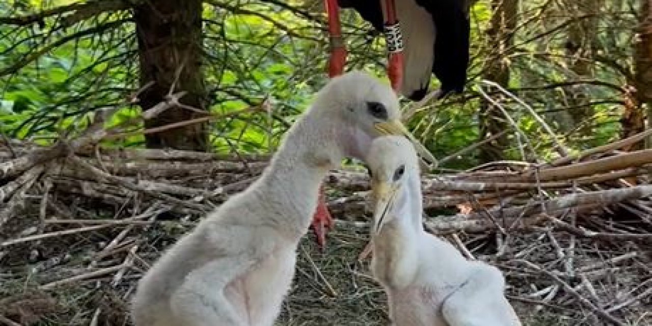 Çekya'nın Uydu Vericiyle Takip Ettiği Yavru Leylek Türkiye'de