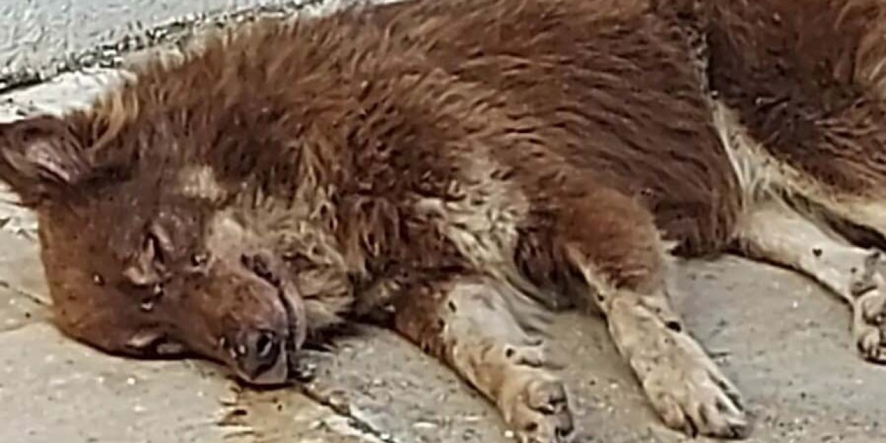 Bodrum'da 3 Köpek Zehirlenerek Öldürüldü