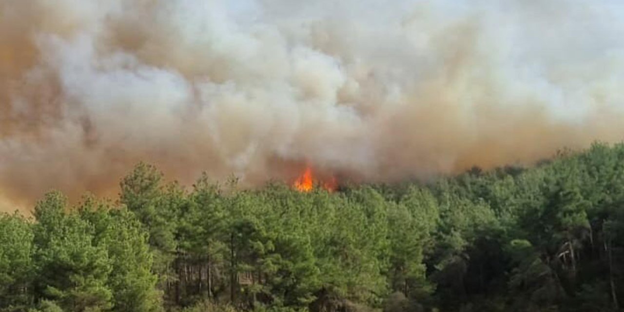 Çanakkale'de Orman Yangını