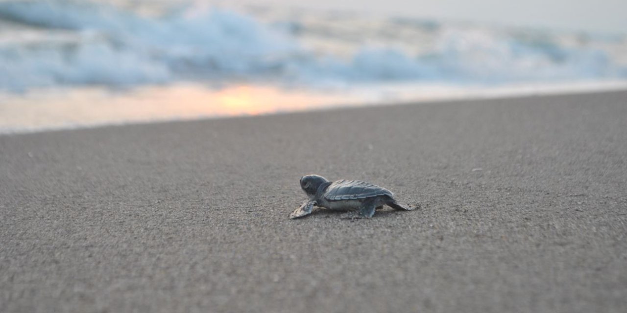 589 Bin 112 Deniz Kaplumbağası, Denizle Buluştu