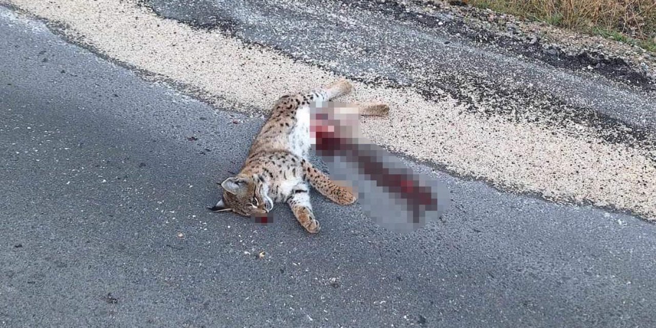 Araç Çarpan 'Ormanın Hayaleti' Vaşak Öldü