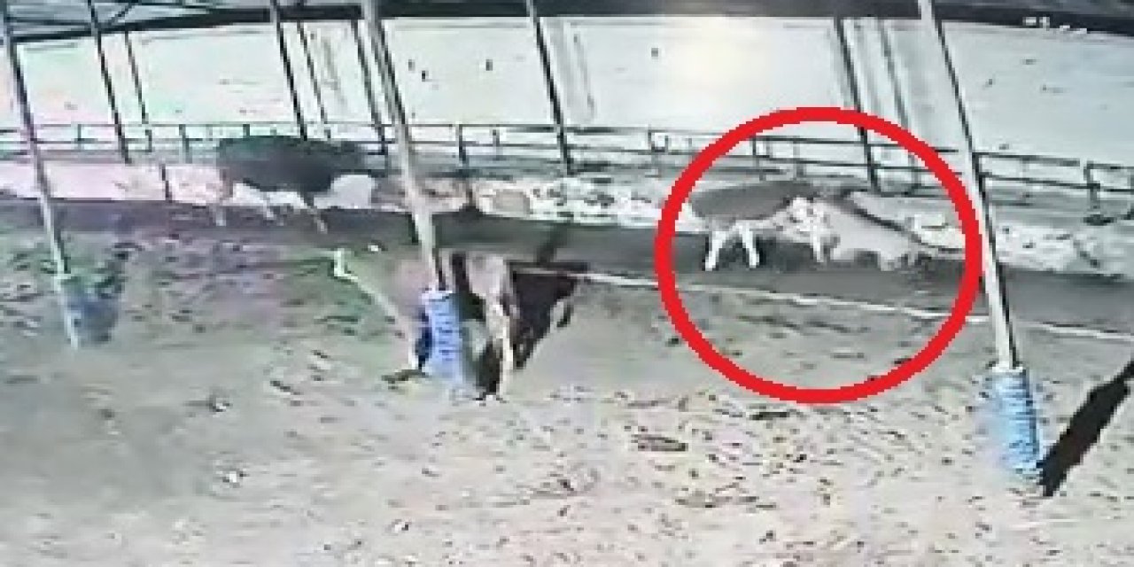 Çiftliğe Giren Kurt Sürüsü, Büyükbaşlara Saldırdı; O Anlar Kamerada