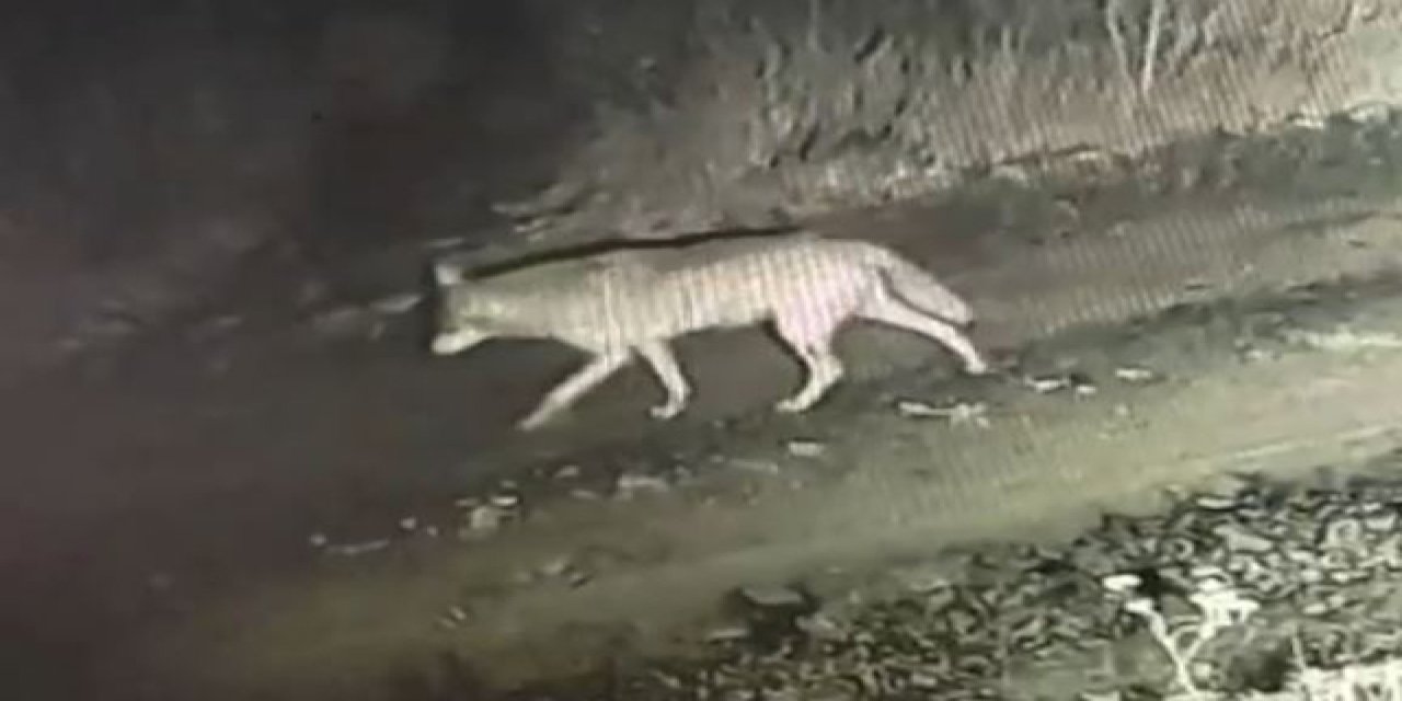 Çiftliğe İnen Kurtlar Kamerada