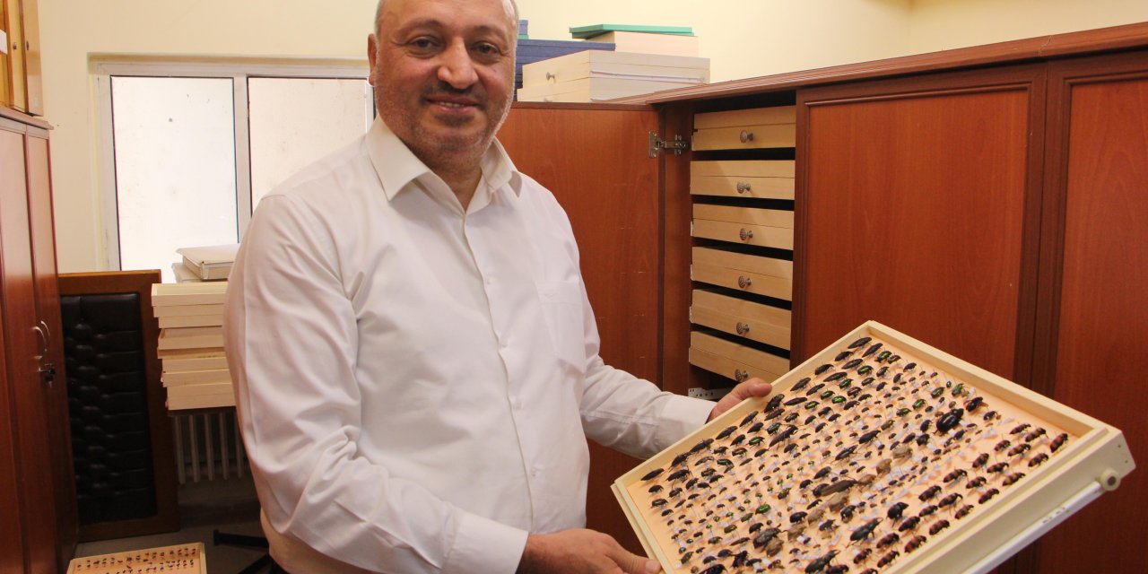 'evlere Ve Ürünlere Dadanan Böcekler İçin Önlem Alınmazsa Daha Büyük Sorunlar Olacak