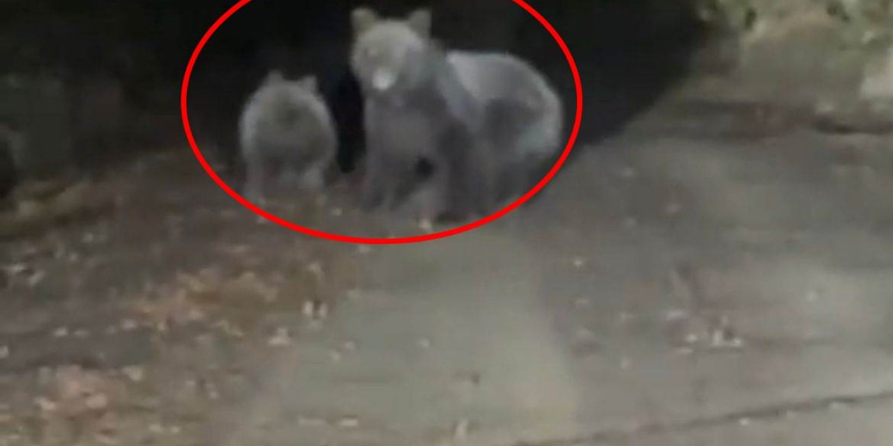 Orman Yolunda Otomobilin Önüne Çıkan Yavru İle Anne Ayı Kamerada