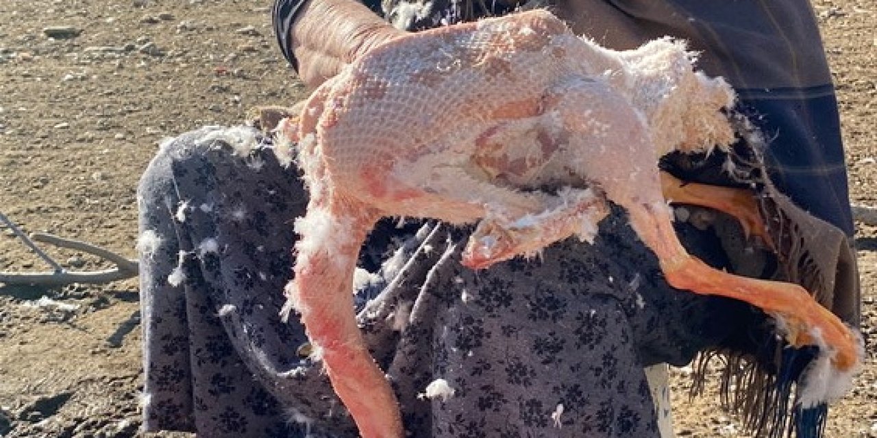 Kars Kazının Tanesi 1200 Tl