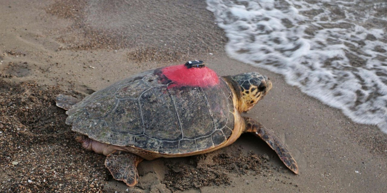 Caretta Caretta 'tuba'yı 9 Milyon Kişi İzledi