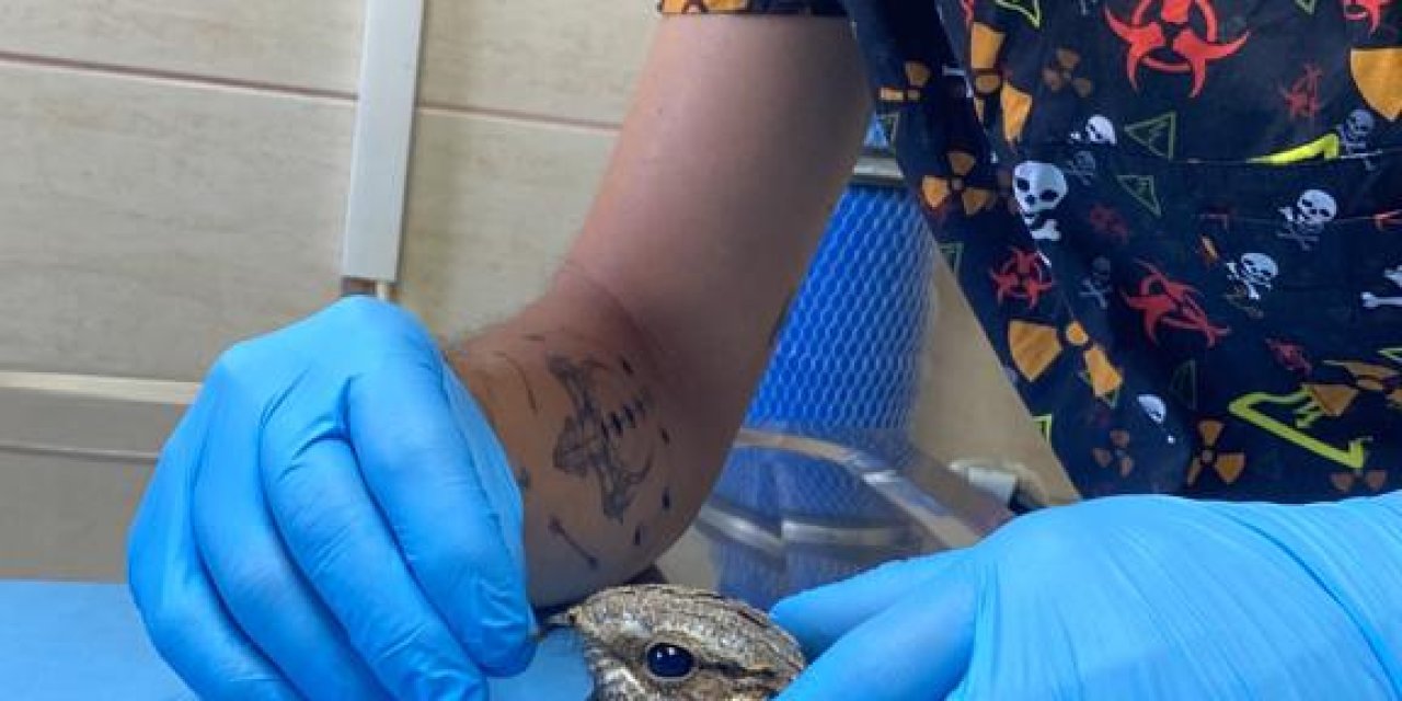 Yaralı Bulunan Çobanaldatan Kuşu, Tedavi Edildi