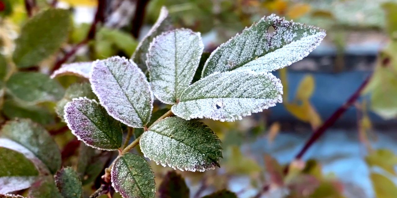 Ardahan’da Soğuk Hava Ve Kırağı Etkili Oldu