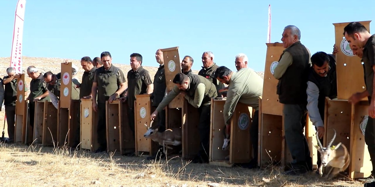 Şanlıurfa’da 20 Ceylan, Doğaya Salındı