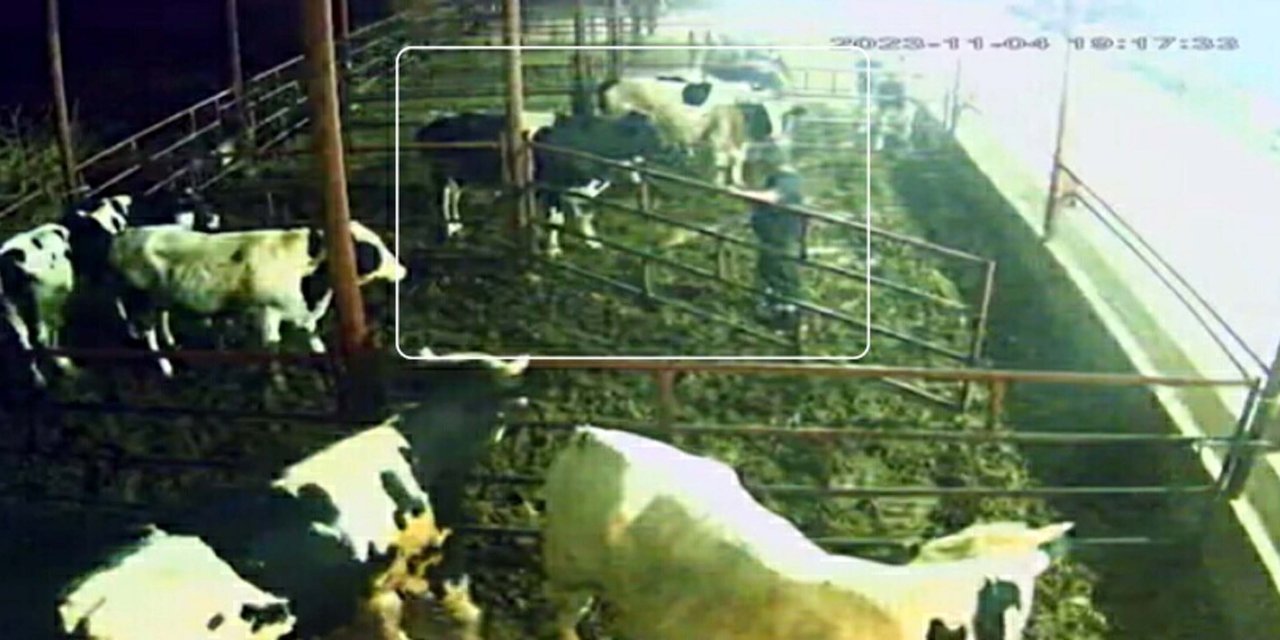 İneklerin Saldırısına Uğrayan Bakıcı Hastanelik Oldu, O Anlar Kamerada