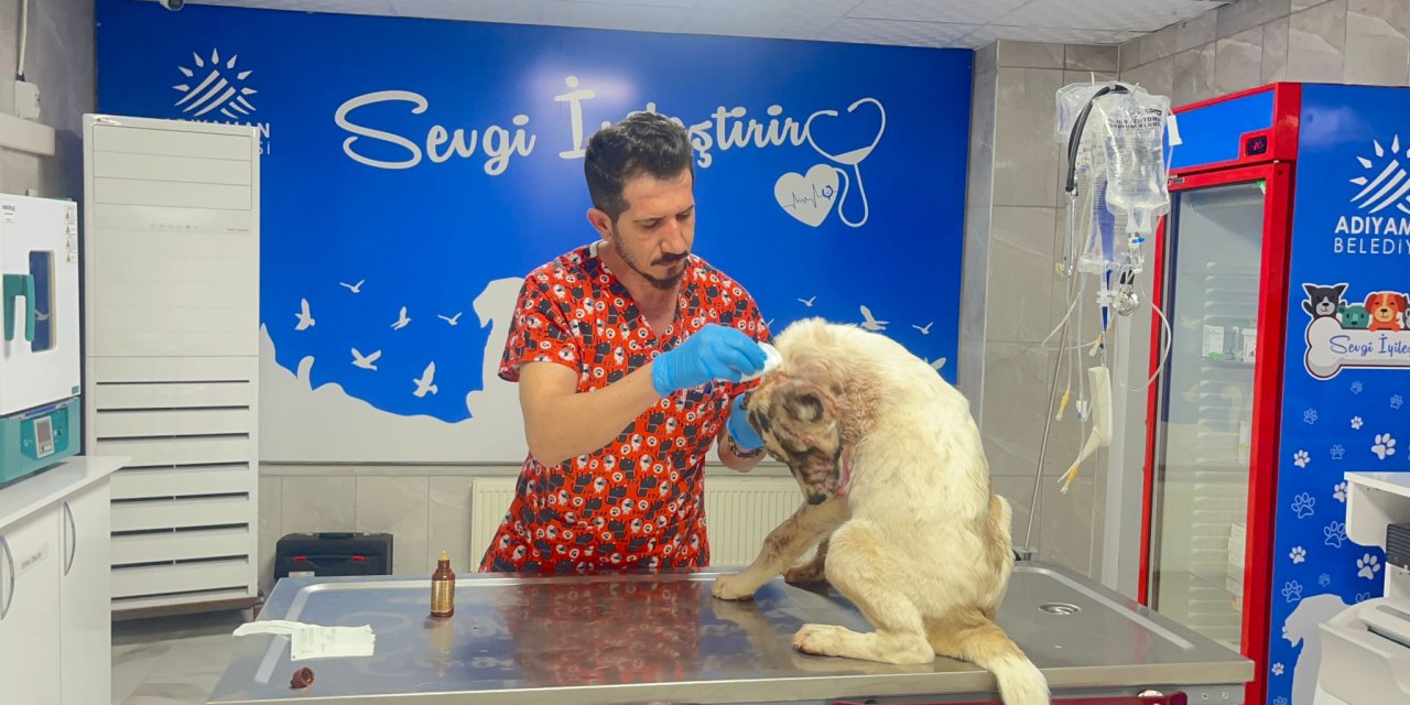 13 Yerinden Bıçakladığı Köpeğine 150 Dikiş Atıldı