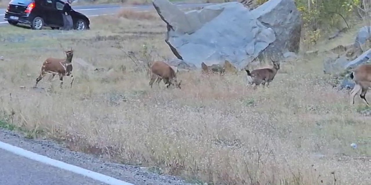 Nesli Koruma Altındaki Yaban Keçileri, Kara Yoluna İndi