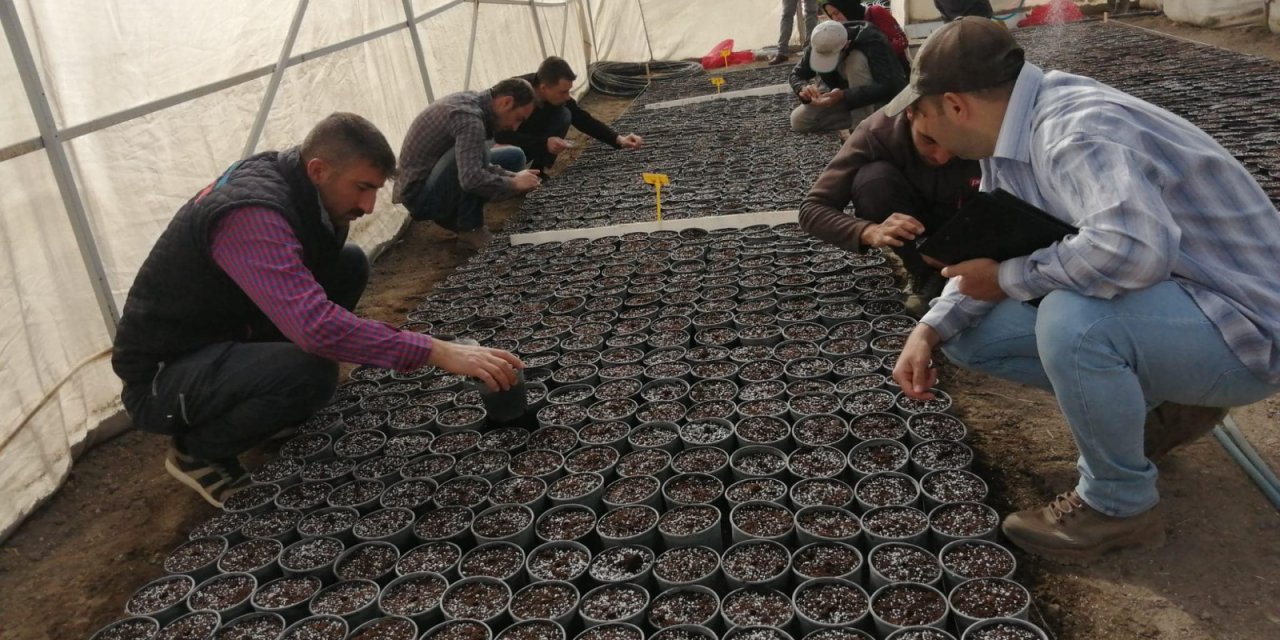 Yerli Ve Milli Patates Çeşidi Elde Etmek 12 Yıl Sürüyor