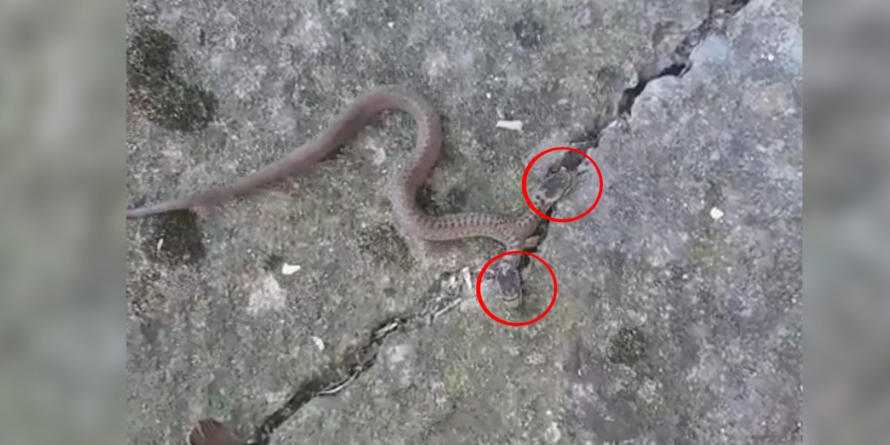 Çift Başlı Yılan, Genetik Bozukluğun Sonucu