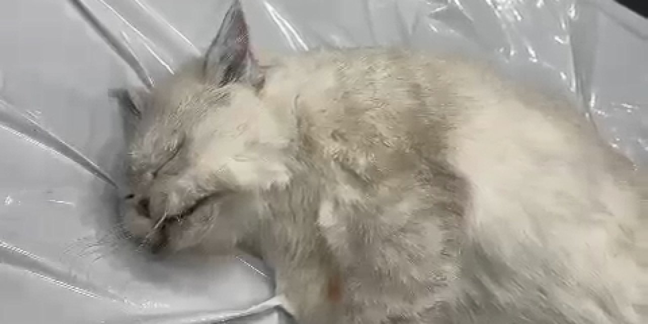 Veteriner Kliniğinde İhmal İddiası; Ölen Kedisini Polis Eşliğinde Teslim Alıp Otopsiye Gönderdi