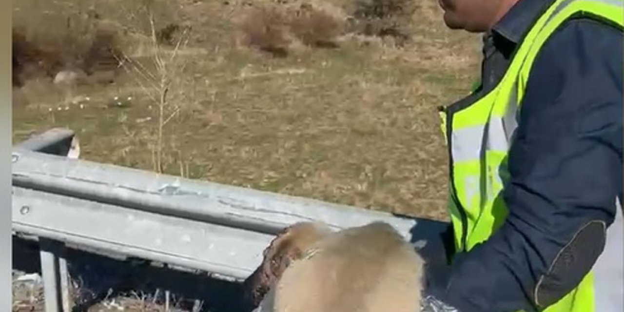 Trafik Polislerinin Yolda Yaralı Bulduğu Köpek, Tedaviye Alındı