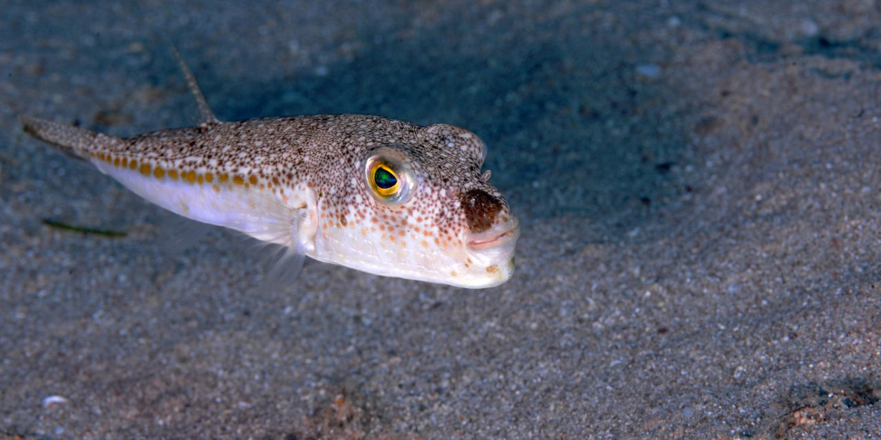 Balon Balığının Akdeniz Ve Ege'den Sonra Yeni Rotası Karadeniz