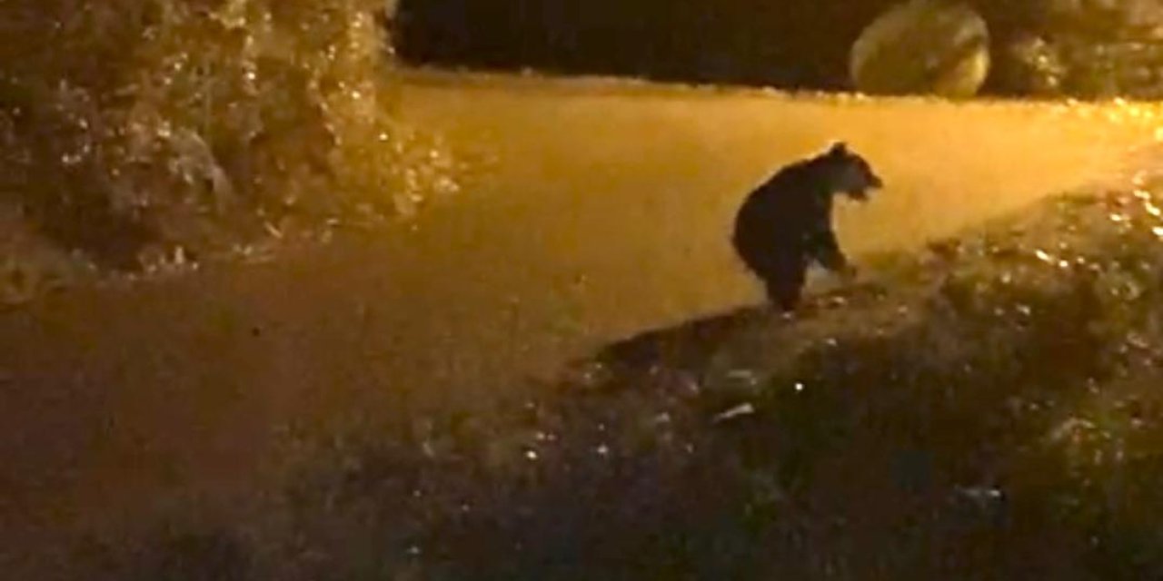 Doç. Dr. Özkazanç: Ormanların Amaç Dışı Kullanımı Bozayıları Şehirlere İndiriyor