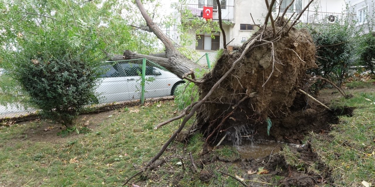 Bursa'da Lodosun Devirdiği Ağaç, Otomobilin Üzerine Düştü