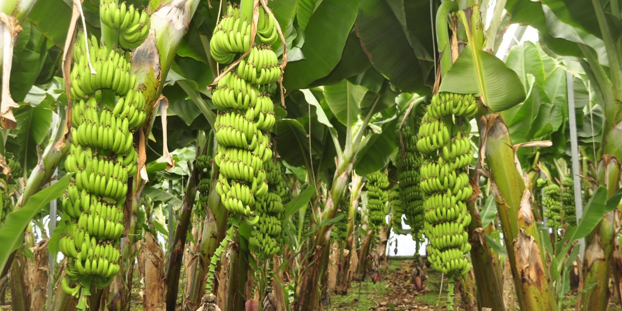 'Tropik Meyveler Yer Altı Sularını Yok Ediyor, Üretimi Durdurulsun'