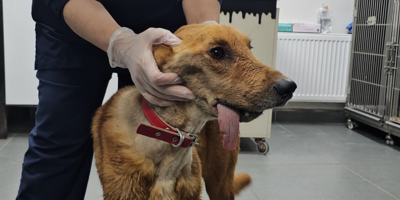 Çenesi Alınan 'Mucize', Kendi Kendine Besleniyor