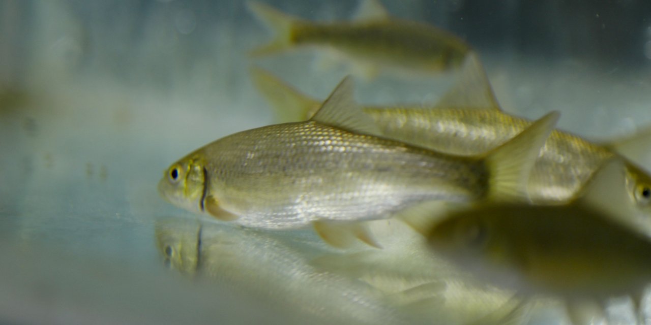 Nesli Tehlike Altındaki 3 Balık Türü, Antalya'da Üretildi