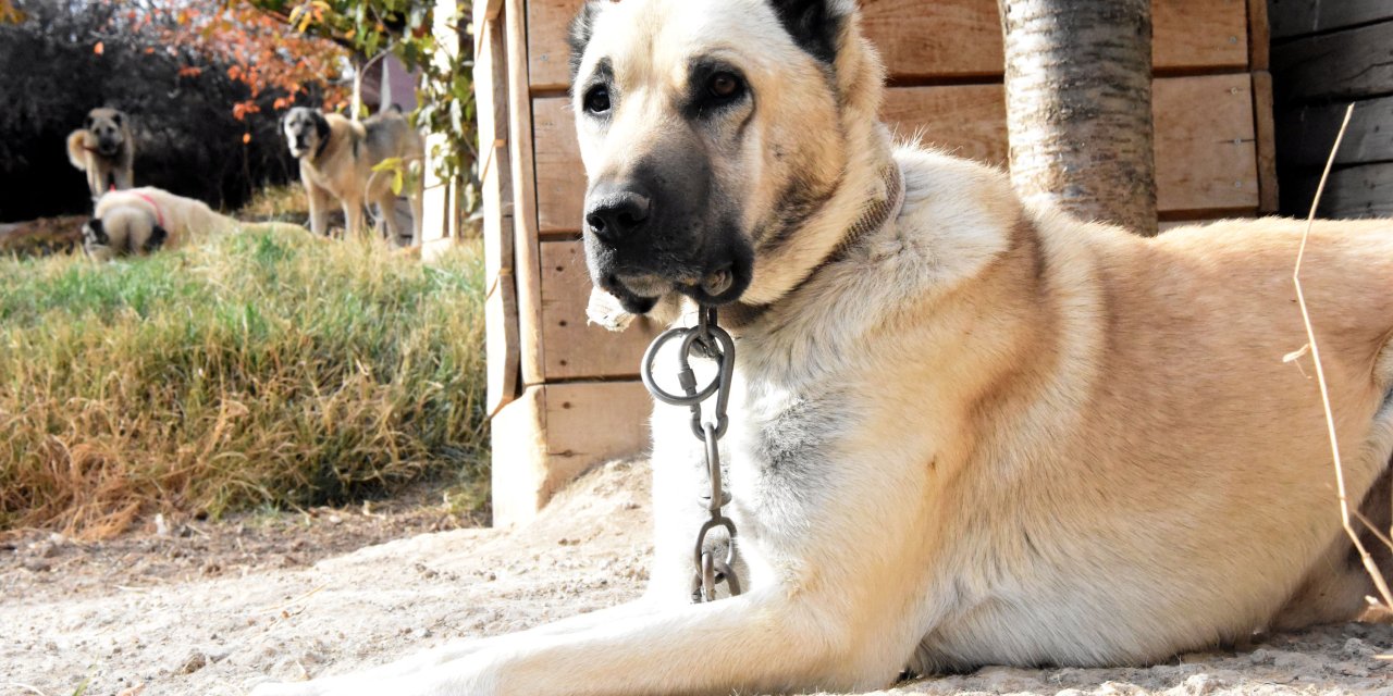 Kangalların 'Akraba' Eşleşmesi, Irkın Gerilemesine Neden Oluyor