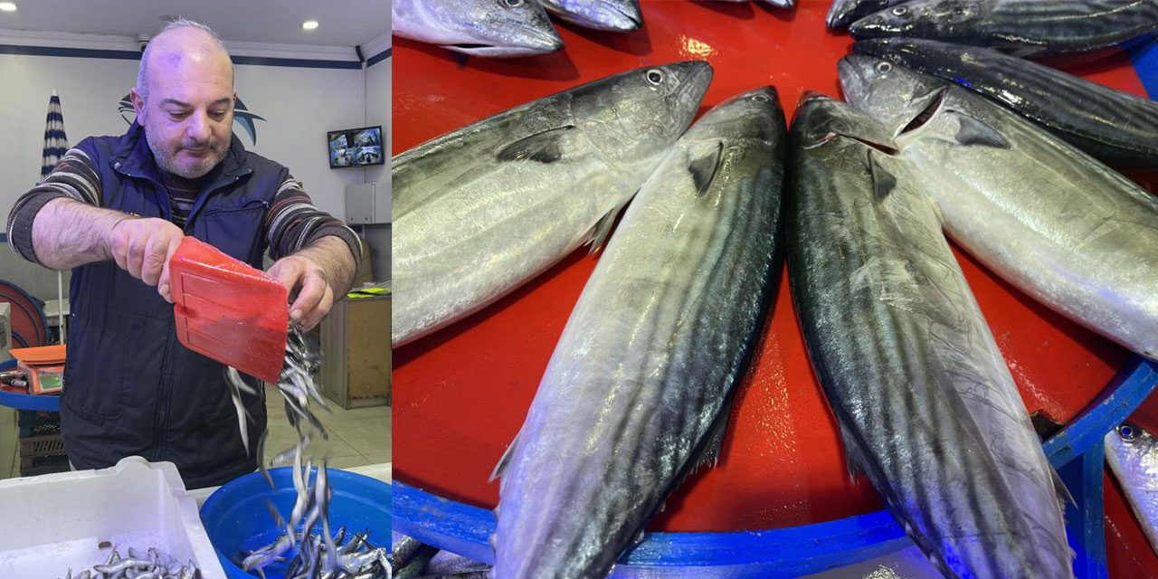 Rize’de palamut ilk kez kendini gösterdi