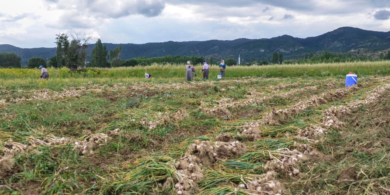 Bakan Kacır: Araban Sarımsağı, Ab Tescilinde Son Aşamada