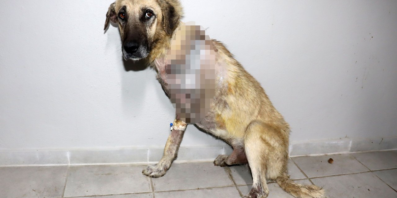 Tüfekle Vurulan Köpeğin Bacağı Ampute Edildi