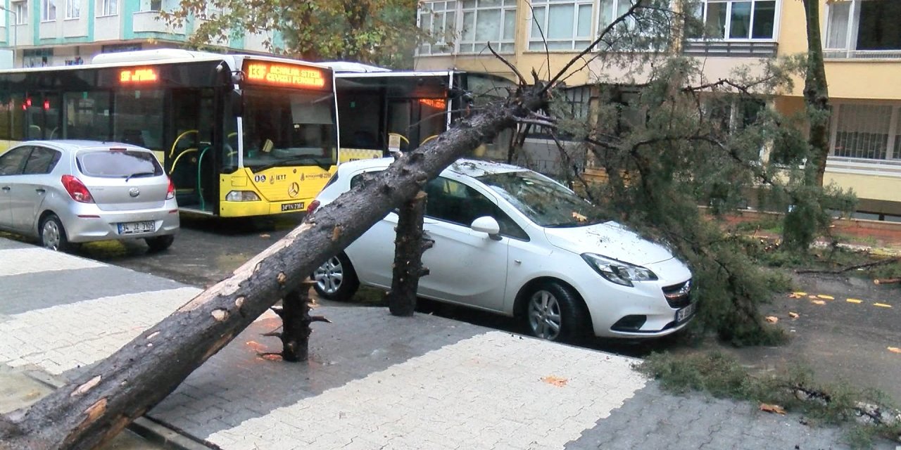 Maltepe'de Ağaç Otomobilin Üzerine Devrildi