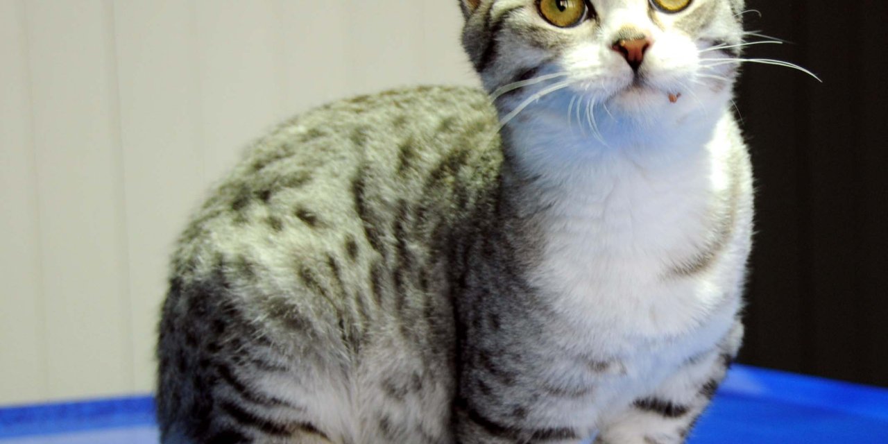 Tek Patisi Olmayan Kedi, Almanya'ya Sahiplendirildi