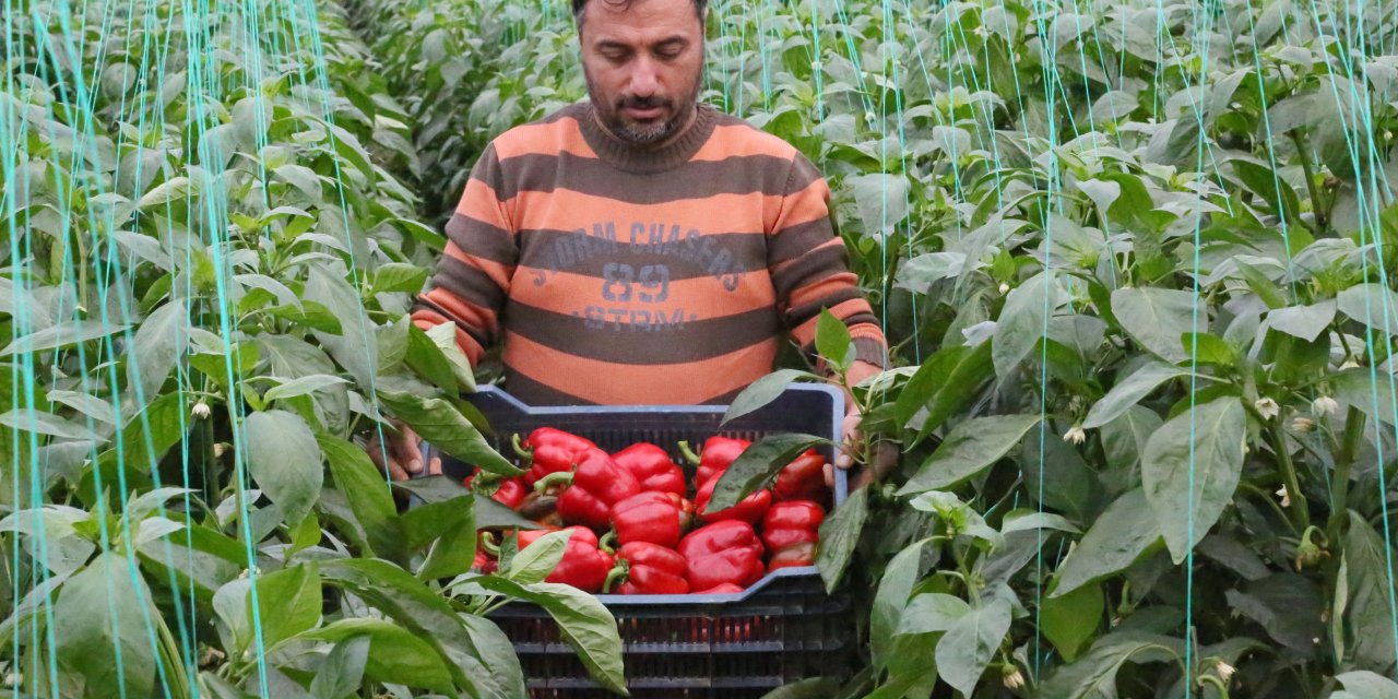Örtüaltı Hasat Başladı, Fiyatlardaki Düşüş Yüzde 50'yi Buldu