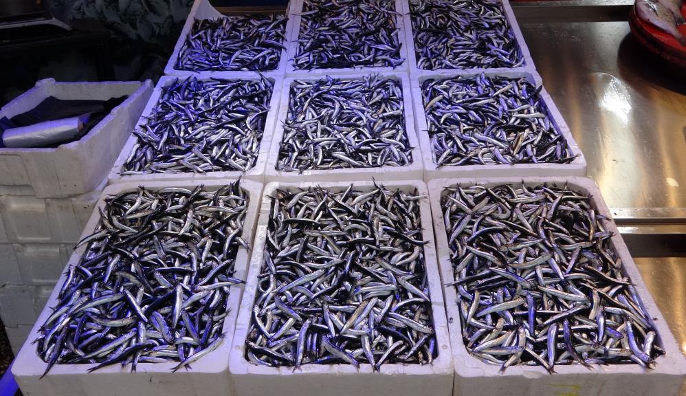 Uzmanlardan "1 Yıl Hamsi Avlanmasın" Önerisi