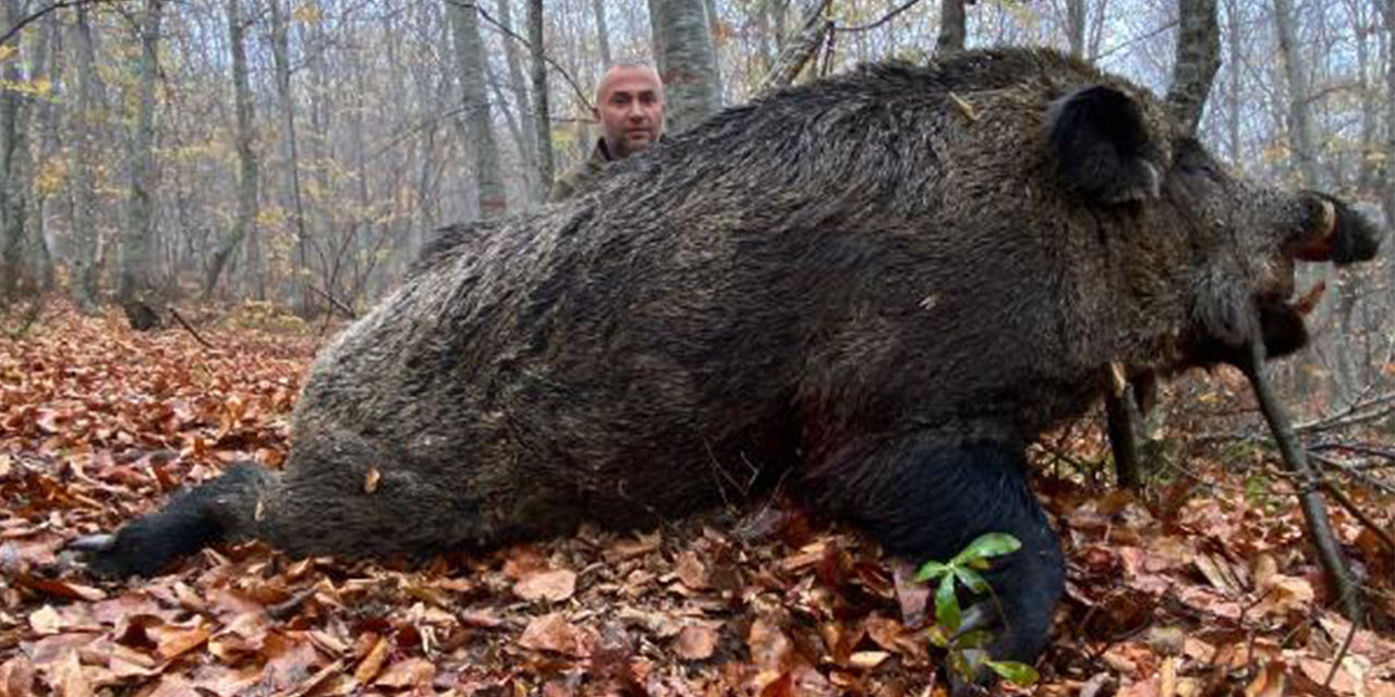 Tokat’ta Avcılar 459 Kilo Ağırlığında Domuz Avladı