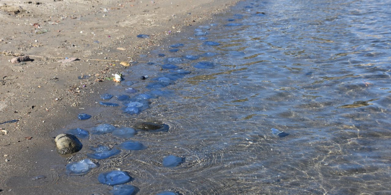 Foça'da Denizanası İstilası Kasım Ayında Da Devam Ediyor