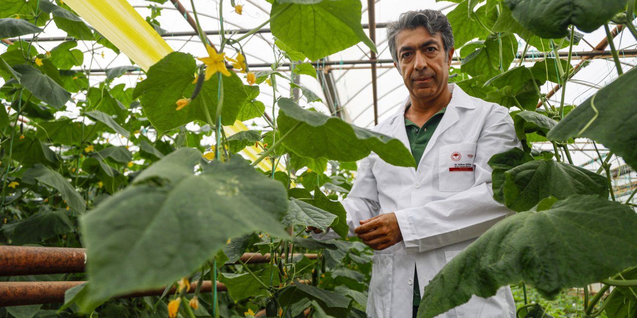 'nerede O Eski Tatlar'dan Yola Çıkıp, Hıyarda Aranan Aromayı 7 Yılda Buldu