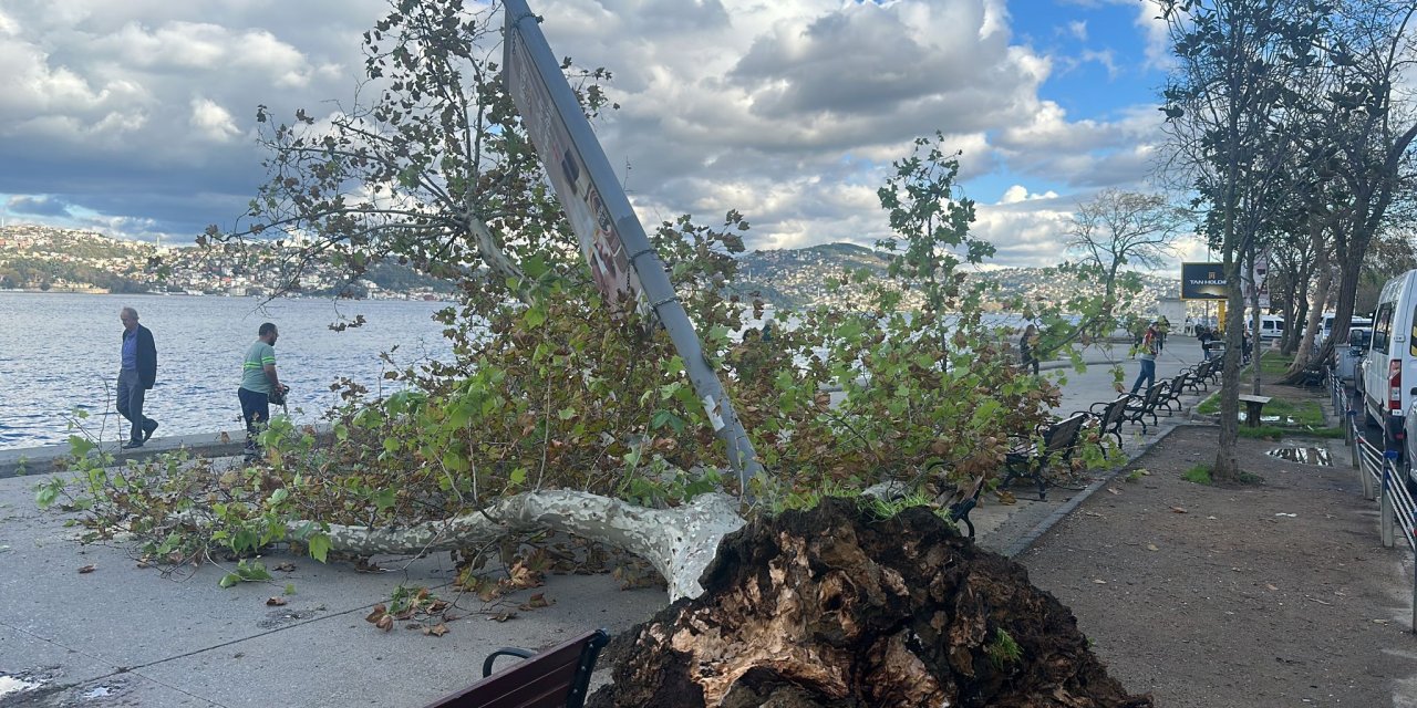 Sarıyer'de Çınar Ağacı Aydınlatma Direğinin Üzerine Devrildi