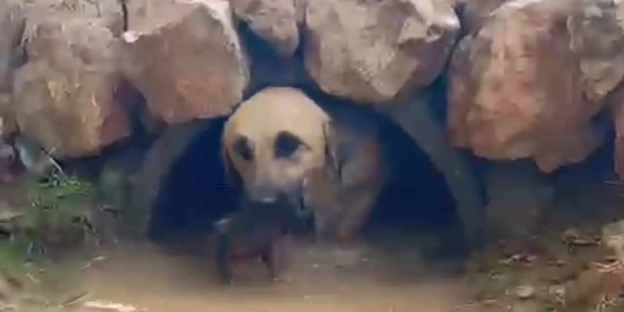 Su Tahliye Borusunda Mahsur Kalan Köpek Ve 5 Yavrusu Kurtarıldı