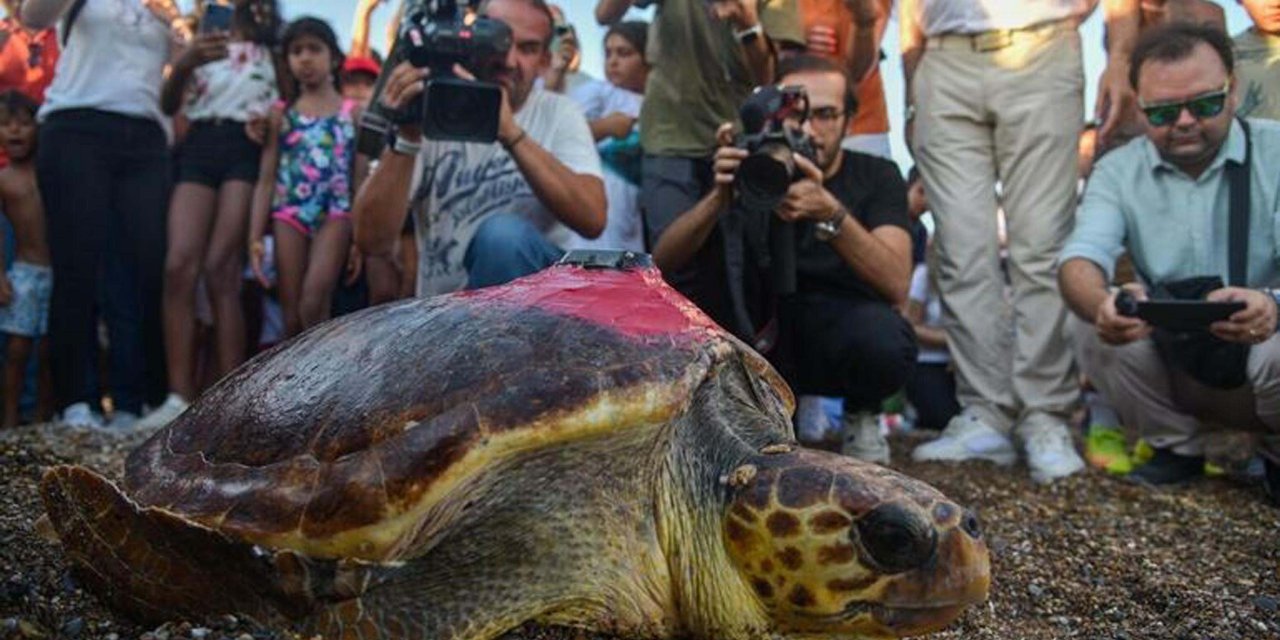Caretta Caretta 'lara'yı 195 Bin Kişi İzledi