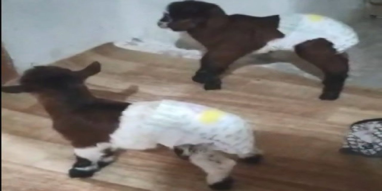 Yeni Doğan İkiz Oğlaklara, Evde Bakıyorlar