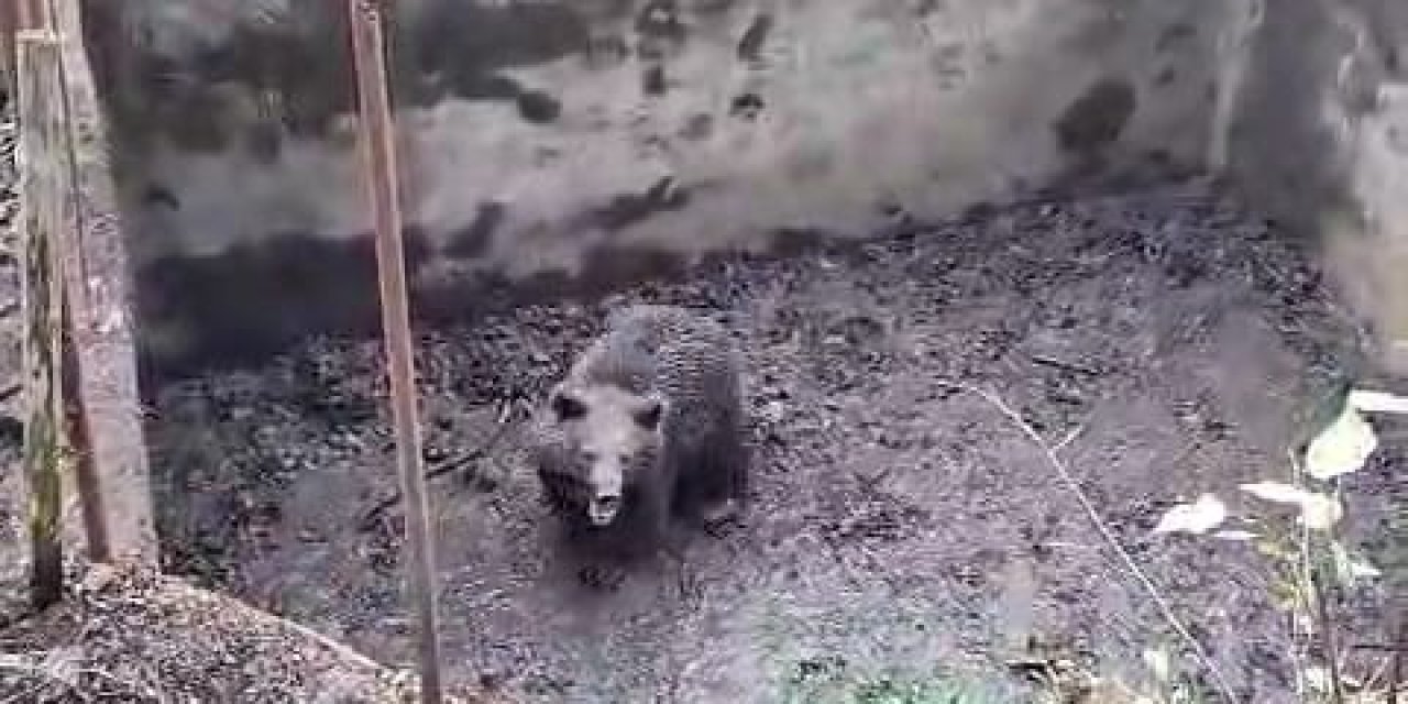 Boş Havuza Düşen Ayı Yavrusu Kurtarıldı