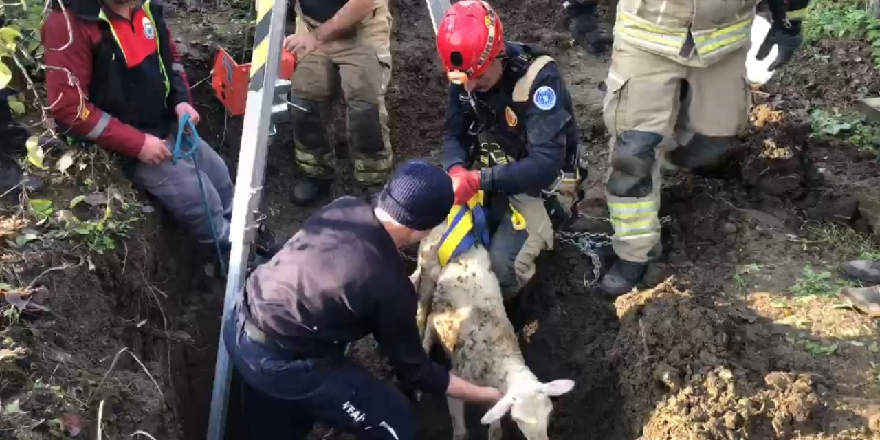 15 Metre Derinliğindeki Kuyuya Düşen Koyun 4 Gün Sonra Kurtarıldı