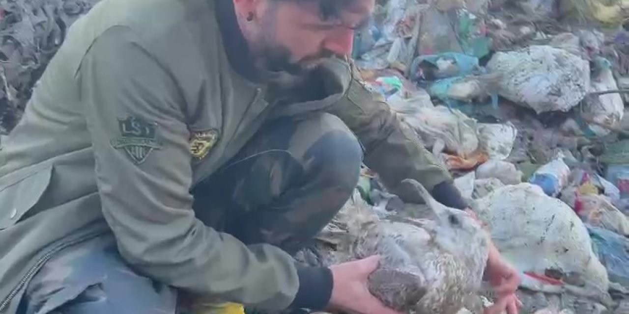 Çöplükte Bulduğu, Burnuna Olta İğnesi Saplanan Martıyı Evine Götürüp Tedavi Etti