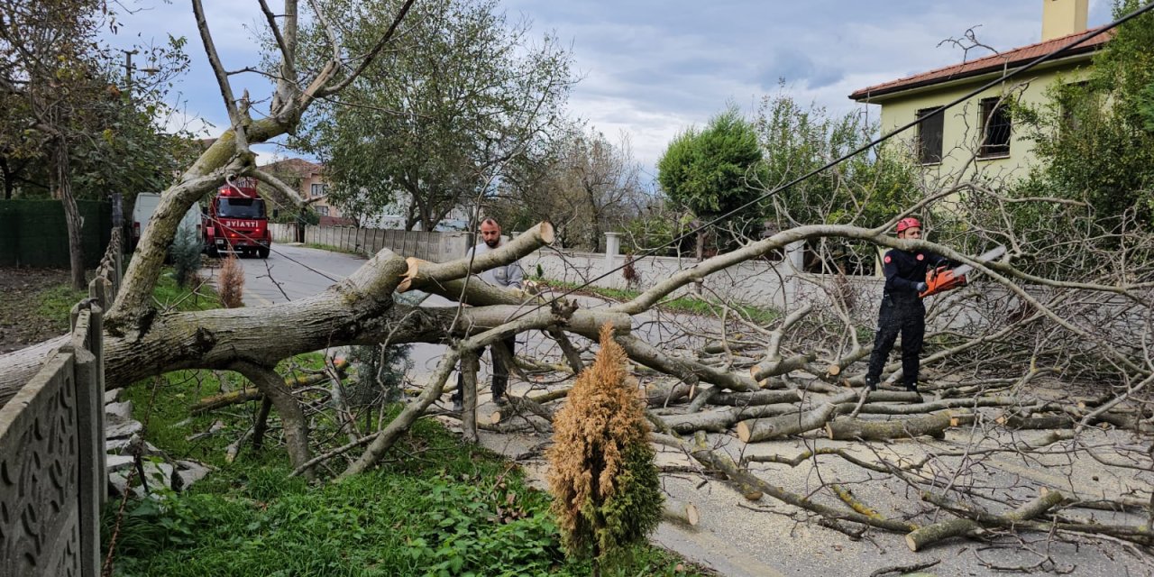 Sapanca’da Şiddetli Rüzgar Ağaç Devirdi