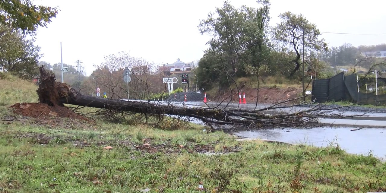 Sarıyer'de Ağaçlar Yola Devrildi
