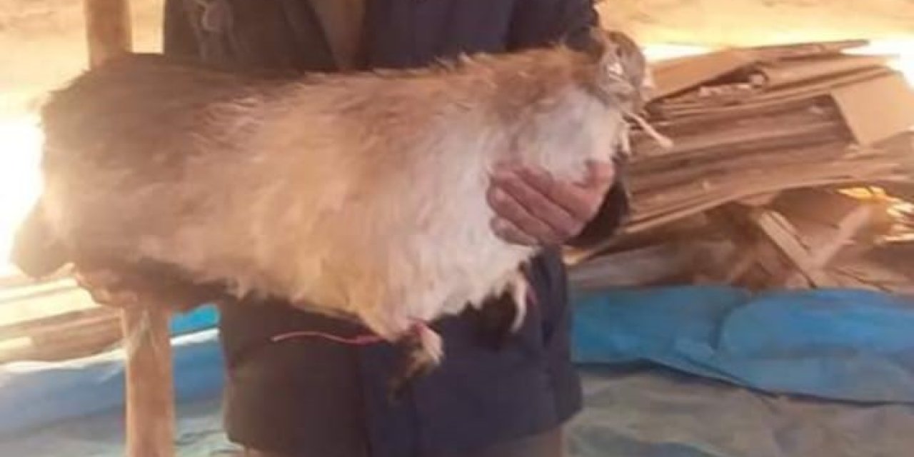 Diyarbakır'da Çobana Yıldırım İsabet Etti; Ağır Yaralı