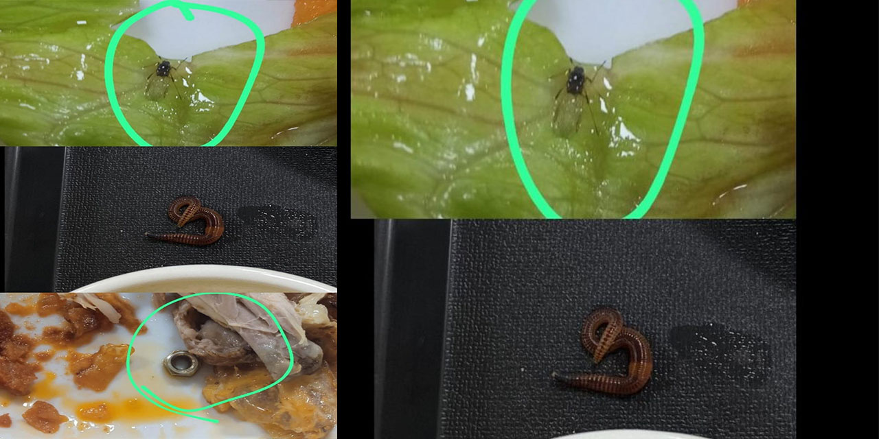 Yurtta 'Yemekten Böcek Çıktı' İddiasına Soruşturma